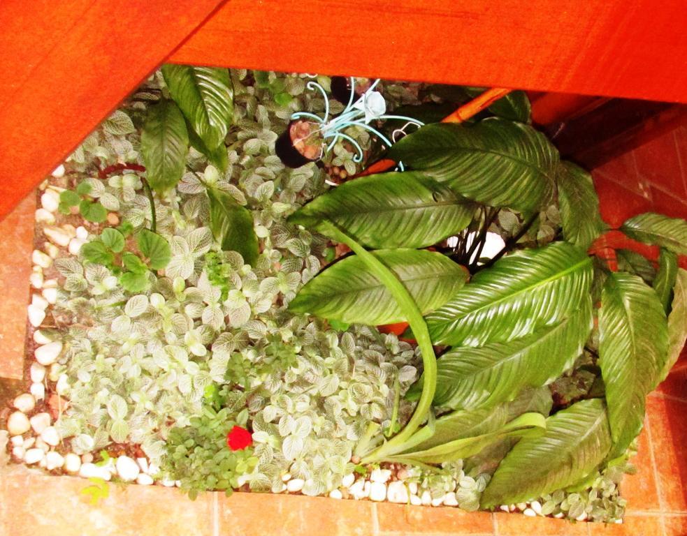 Pousada Flor De Lis Ilha Grande  Zewnętrze zdjęcie
